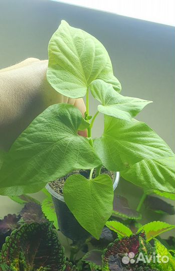 Ипомея батат