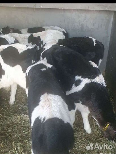 Бычки телята