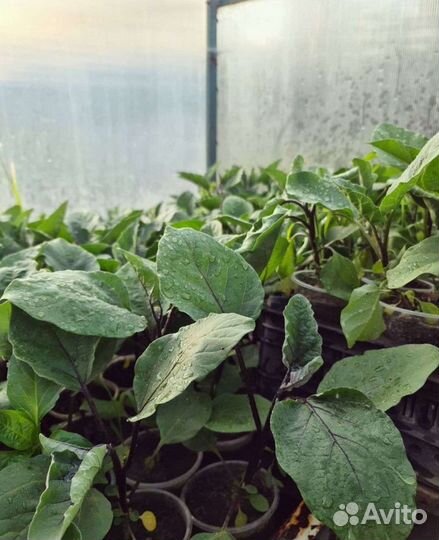 Рассада (баклажаны, томаты, перец)
