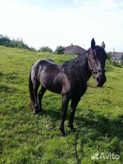 Карачаевский жеребец