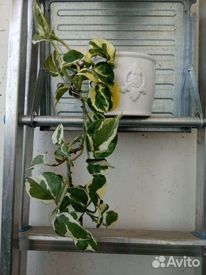 N’JOY' Эпипремнум, Сциндапсус Н джой