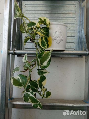 N’JOY' Эпипремнум, Сциндапсус Н джой