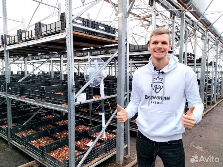 Луковицы тюльпанов для выгонки оптом