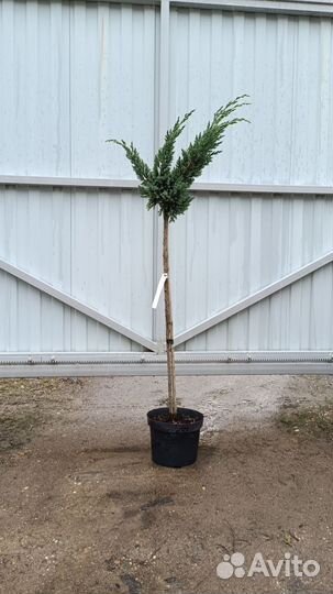 Можжевельник на штамбе Блю Компакт