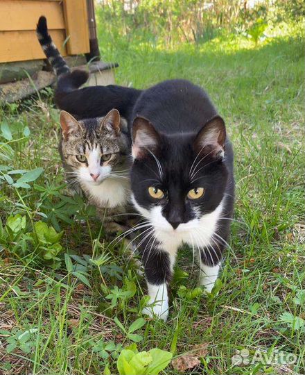 Котики в добрые руки