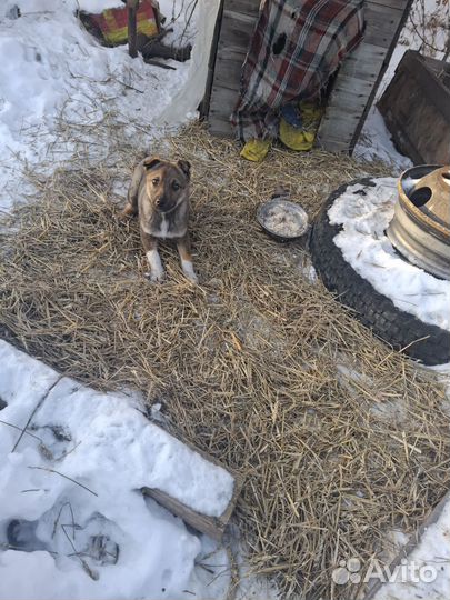 Отдам щенка в добрые руки