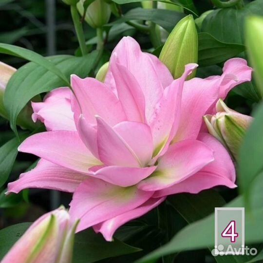 Лилии луковицы