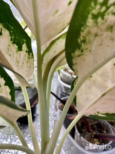 Аглаонема пинк кочин Neon