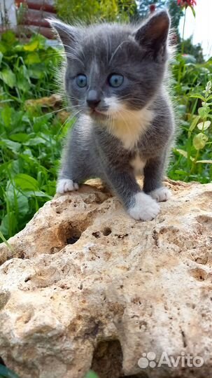 Котята в добрые руки бесплатно