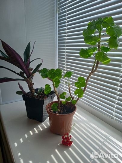 Комнатные растения цветы