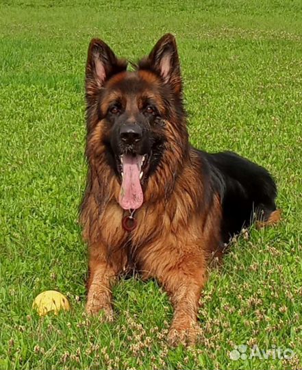 Собака вязка