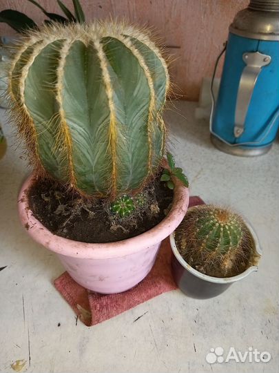 Кактусы, суккуленты и много других цветов