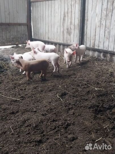 Поросенок ландрас