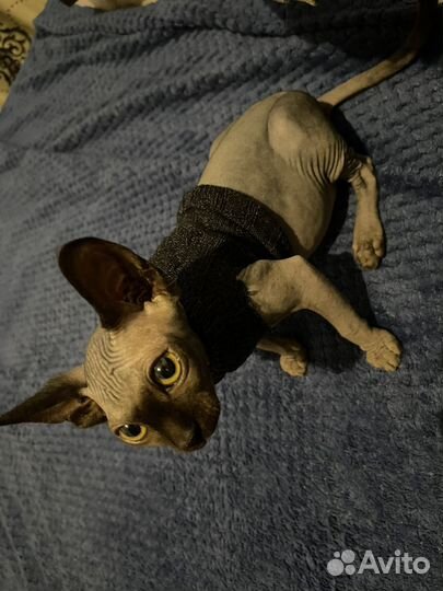 Донской сфинкс