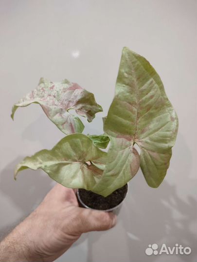 Алоказия,монстеры, сингониумы и др