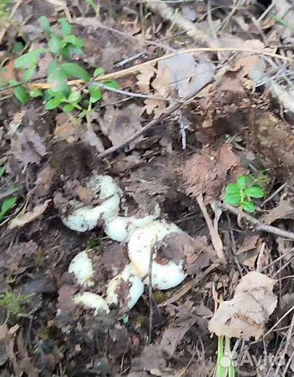 Грибы грузди свежие