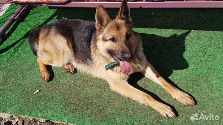 Кобель на вязку