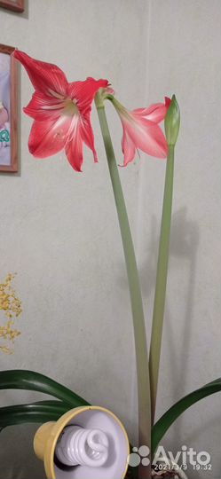 Комнатные цветы