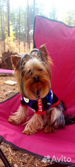 Вязка Йоркширский терьер мини