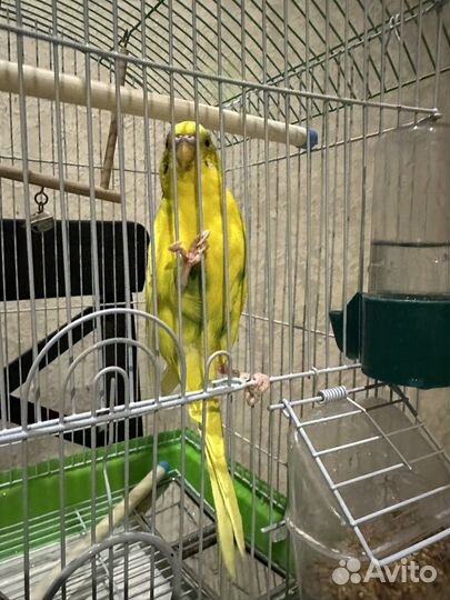 Попугай с клеткой