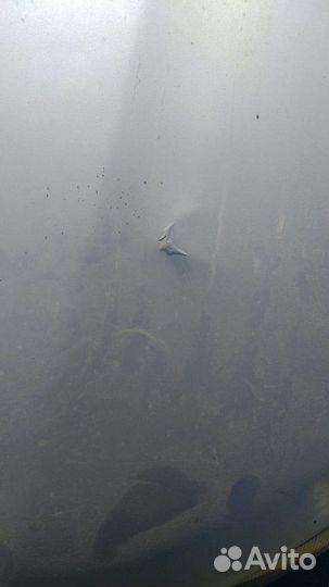 Капот на daewoo nexia