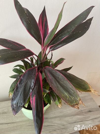 Комнатное растение кардилина