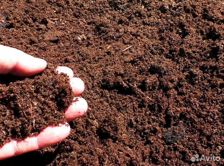 Навоз в Томске