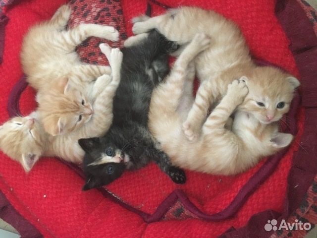 Котята в добрые руки