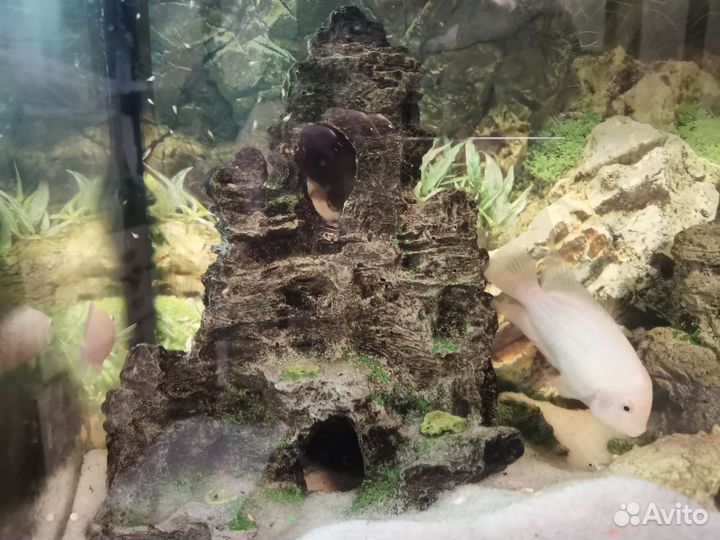 Аквариум с рыбами