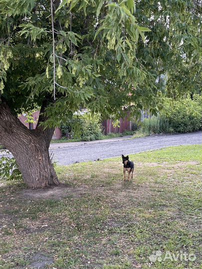 Собака (девочка) в добрые руки