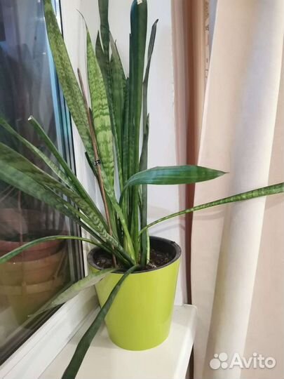 Сансевиерия