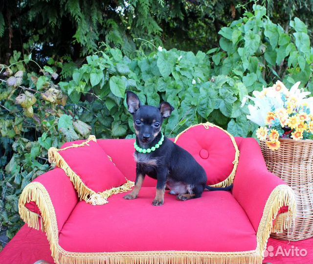 Тойчик мальчик 2 месяца и 24 дня