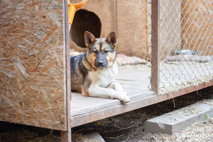 Молодая собака Мифа