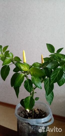 Комнатные растения