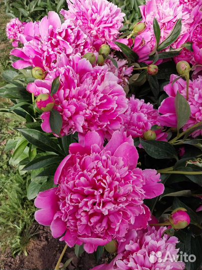Пионы саженцы