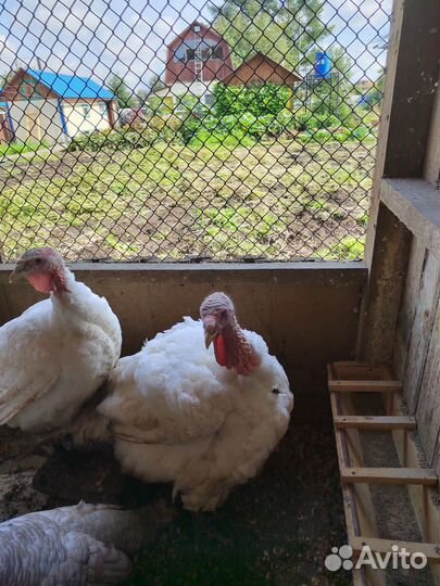 Продам индюшатину