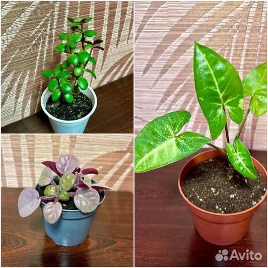 Сингониум Панда, толстянка, фиалка