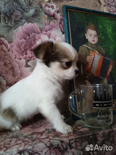 Чихуахуа