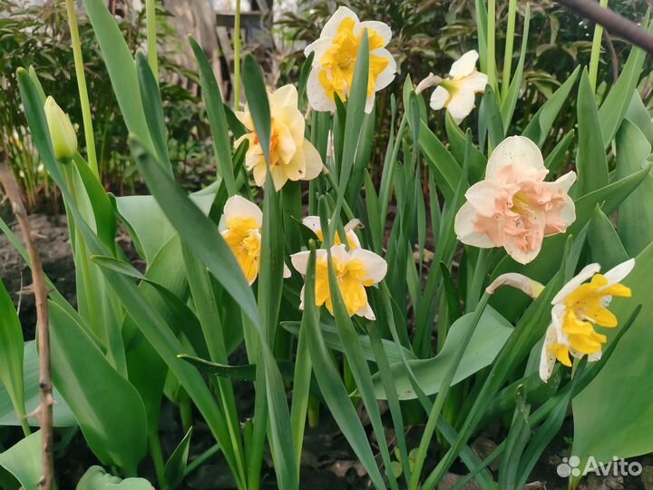 Нарциссы сортовые