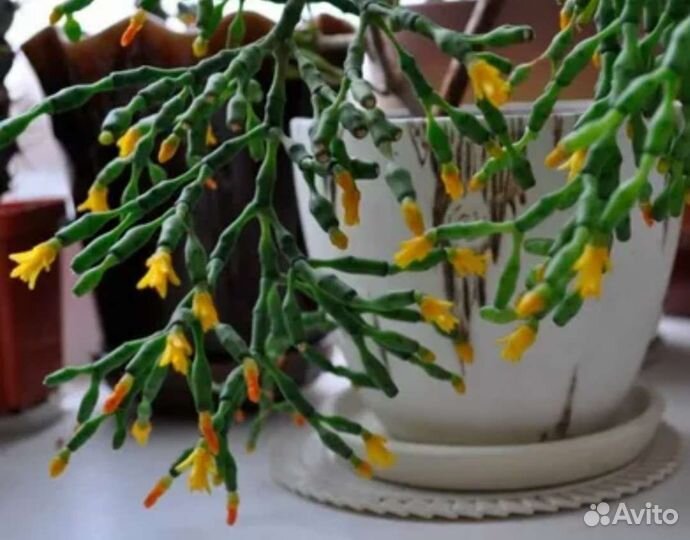 Комнатные цветы хатиора