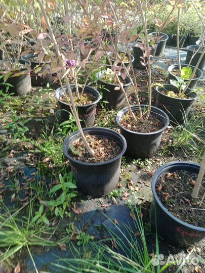 Красивоплодник