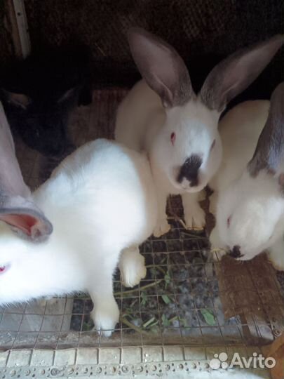 Продам кроликов