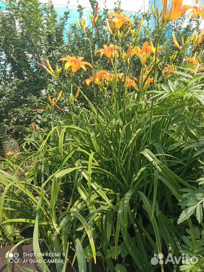 Многолетние декоративные садовые цветы