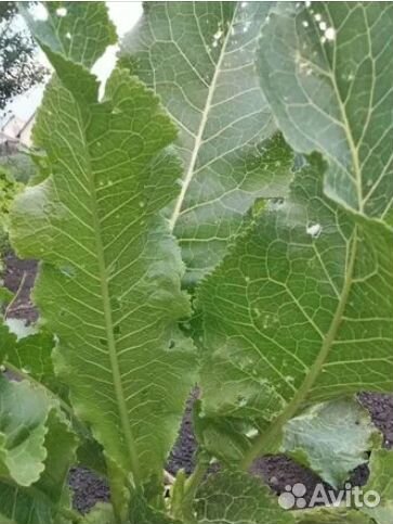 Малина свежая