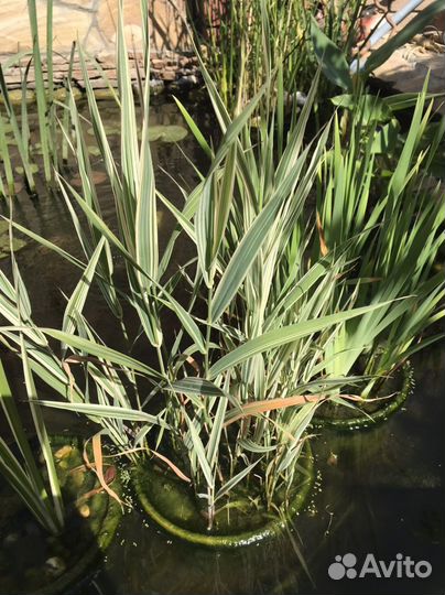 Растения для пруда