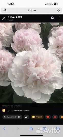 Деленки пионов