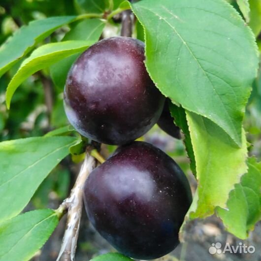 Слива Чернослив поздний (подвой бессея), саженцы