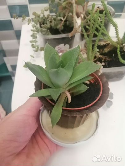 Суккуленты набор