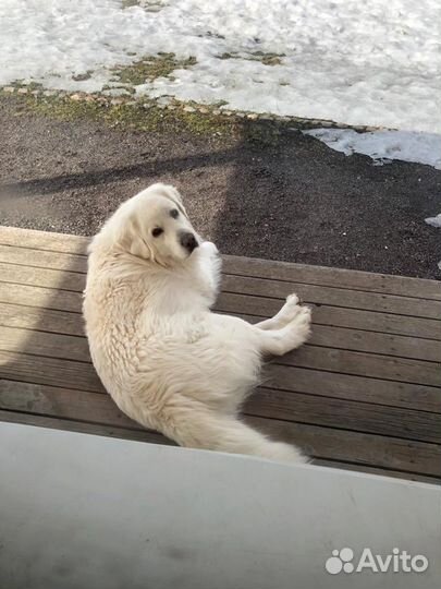 Вязка кабель польской подголянской овчарке