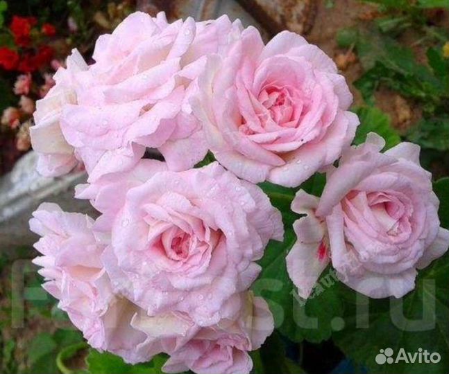 Розебудная и Тюльпановидная Пеларгония (Герань)